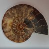 Piedra conmemorativa de amonita 15,5 × 12,5 cm, peso 384 g